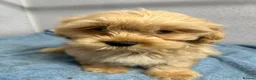 Shihpoo dogs for sale: Two stunning shihpoo boys - Advert 4