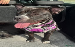 Mixed Breed dogs for sale: Poppy - Image 3