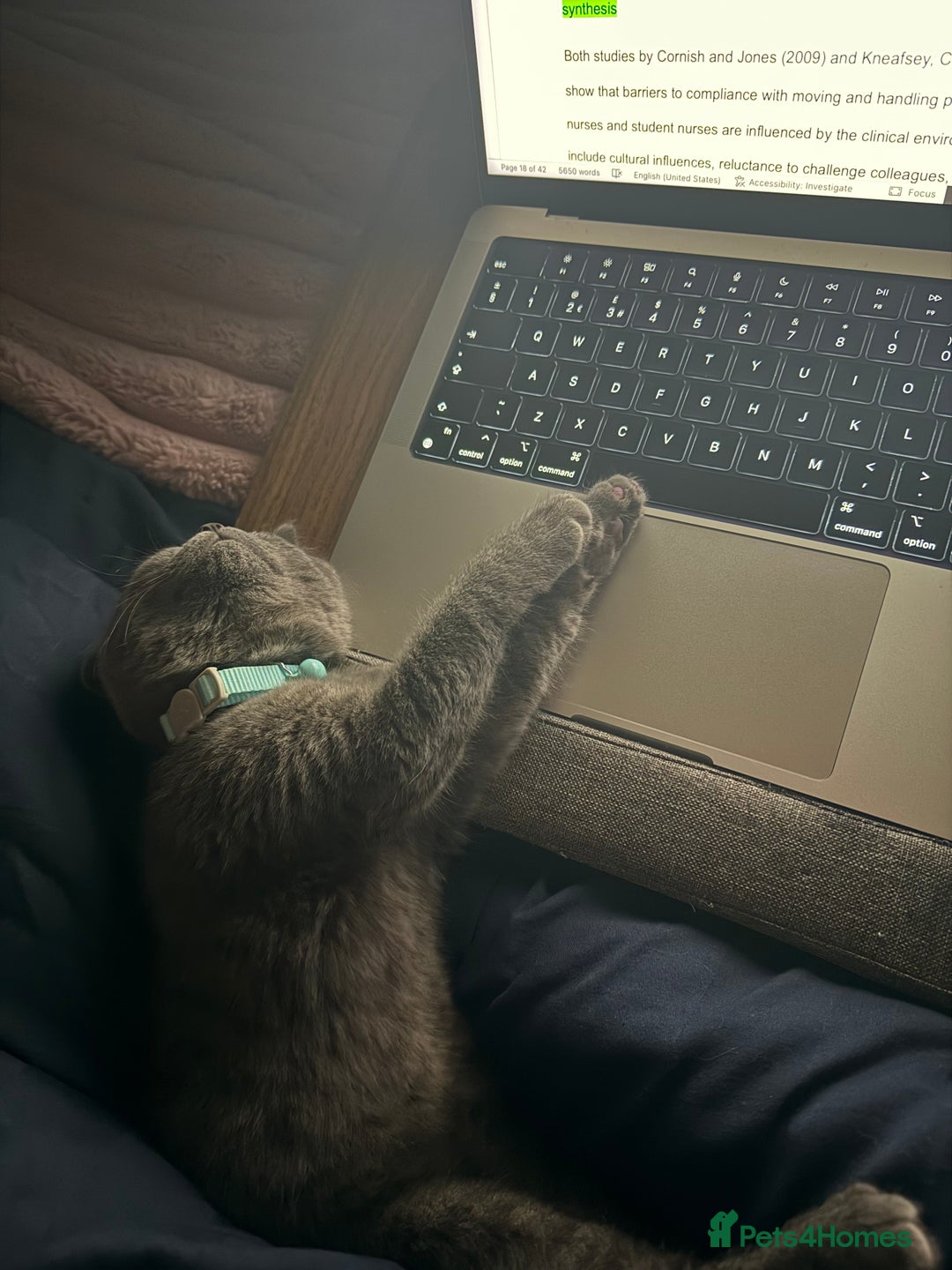 British Shorthair cats for sale: British short-haired 4 month old kitten  - Advert 6