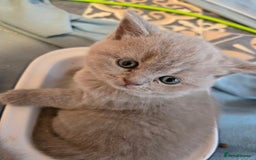 British Shorthair cats for sale: Britishshort hair kittens - Image 1