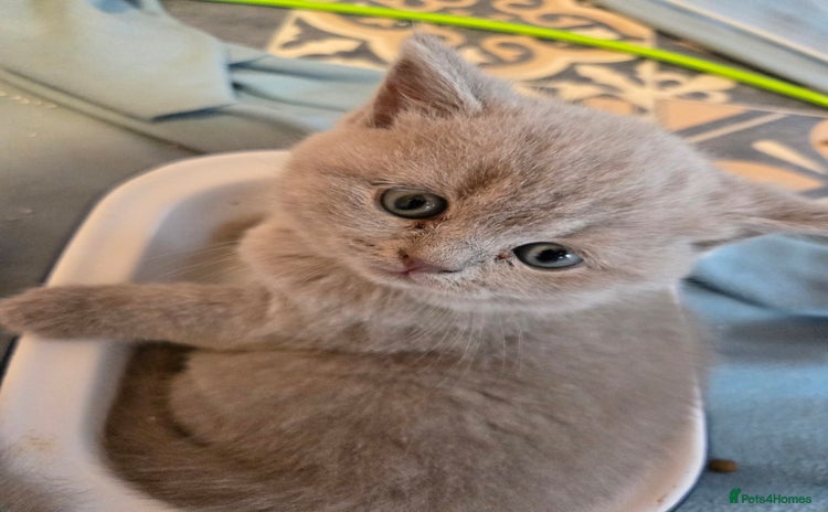 British Shorthair cats - Advert 2