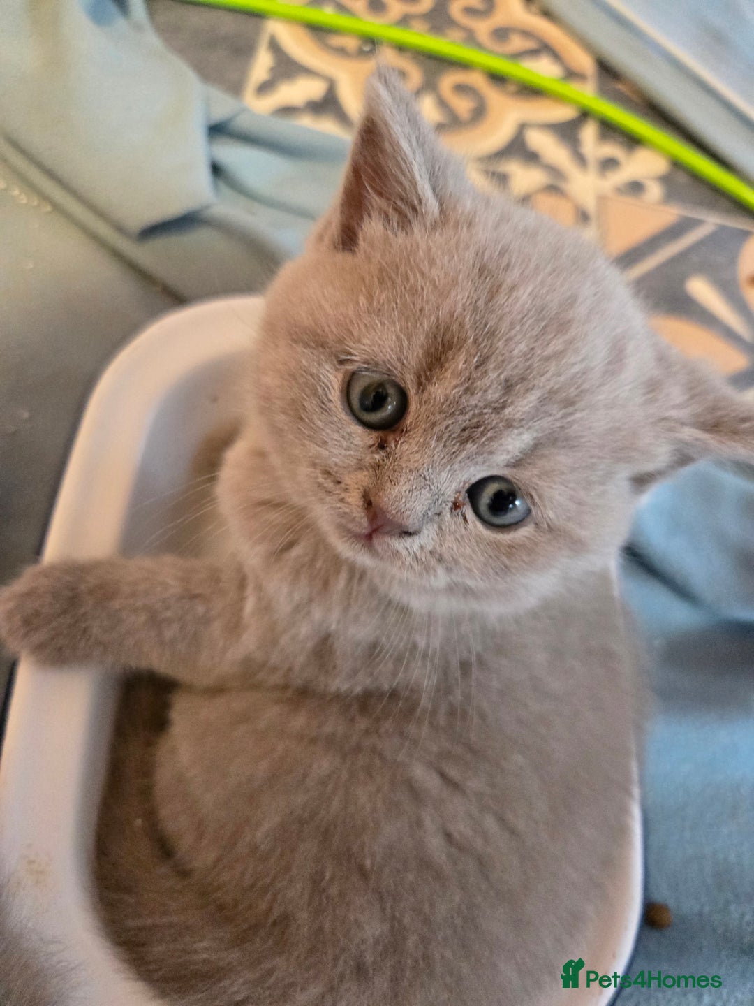 British Shorthair cats for sale: Britishshort hair kittens - Image 1