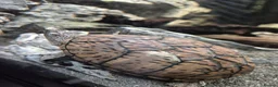 Turtle reptiles for sale: Loggerhead Musk Turtle - Advert 7