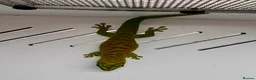 Gecko reptiles for sale: Hi Red Giant Day Geckos - Advert 6