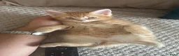 Mixed Breed cats for sale: Pair of Male Kittens Looking 4 Their Forever Home in Slough - Advert 5