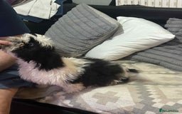 Shih Tzu dogs for sale: Shihtzu  - Image 4