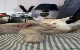 Maine Coon cats for sale: 1 year old Maine Coon Pair - Advert 12