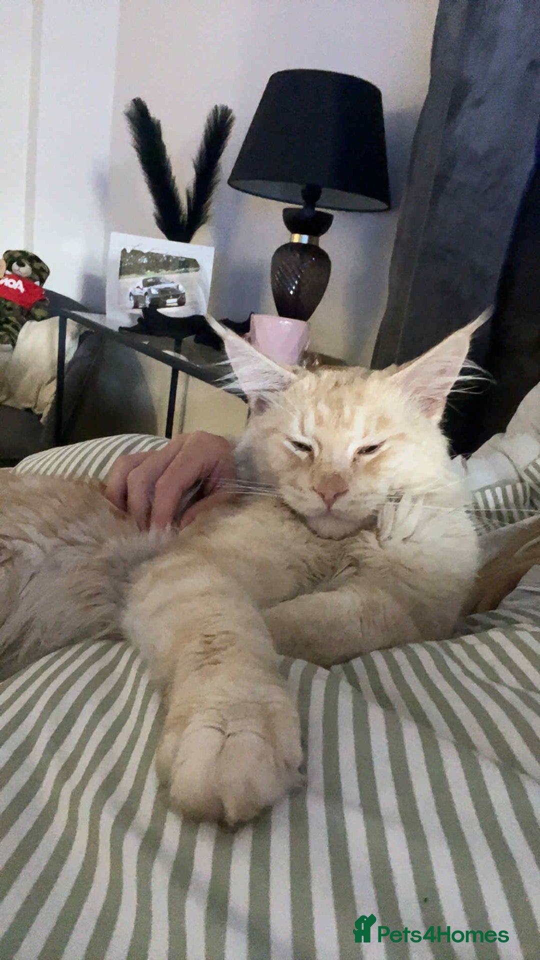 Maine Coon cats for sale: 1 year old Maine Coon Pair - Advert 12