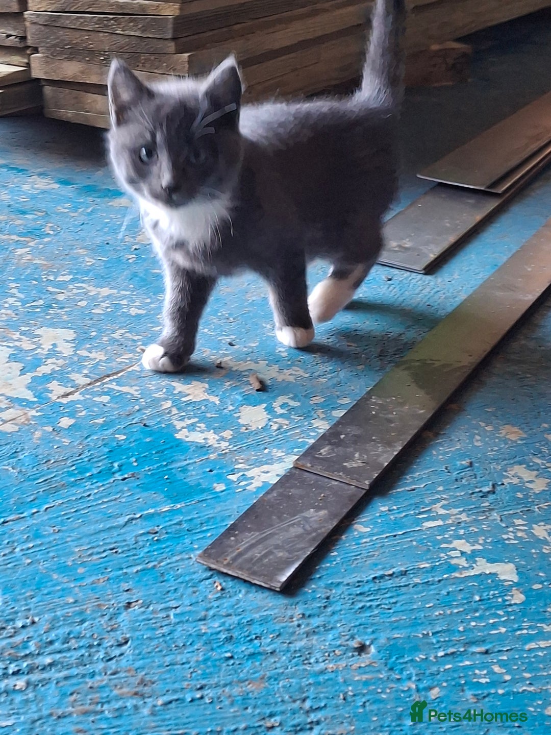 Mixed Breed cats for sale: Grey kittens  - Advert 11