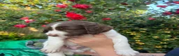 English Springer Spaniel dogs for sale: KC Reg Springer Spaniel Puppies - Horsham in Horsham - Advert 13