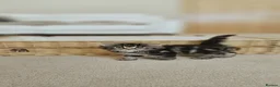 Siberian cats for sale: 🐾 Beautiful Purebred Siberian Kittens - Advert 13