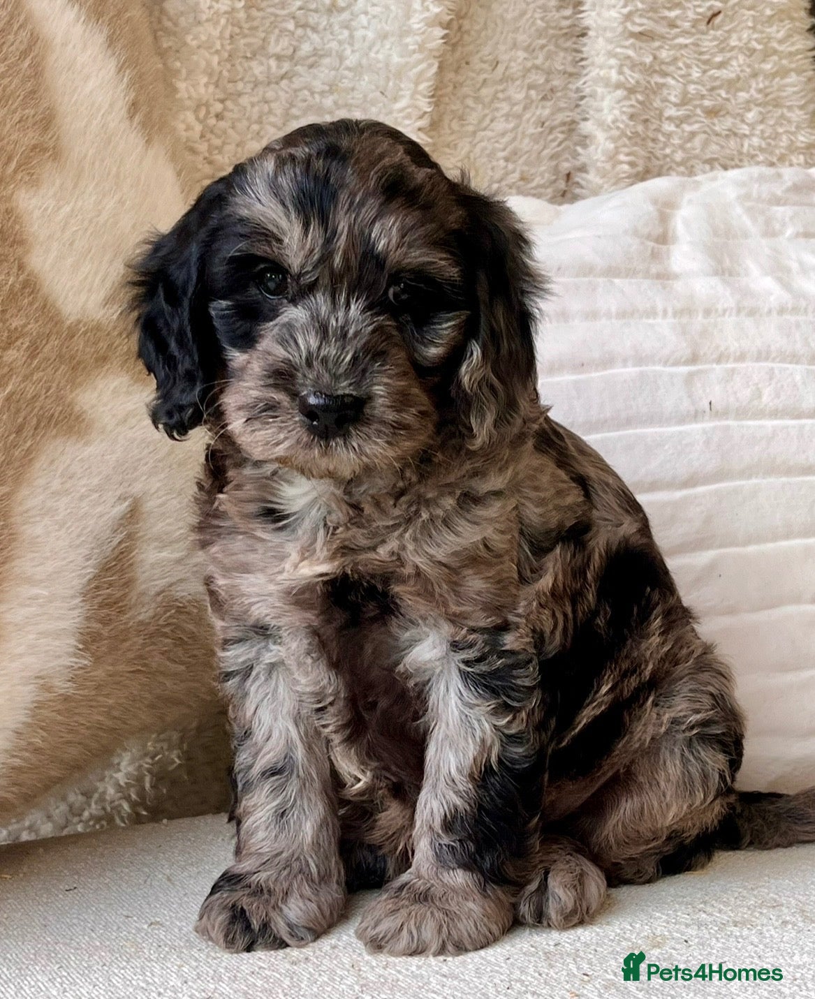 Cockapoo dogs Beautiful Cockapoo puppies  - Advert 2
