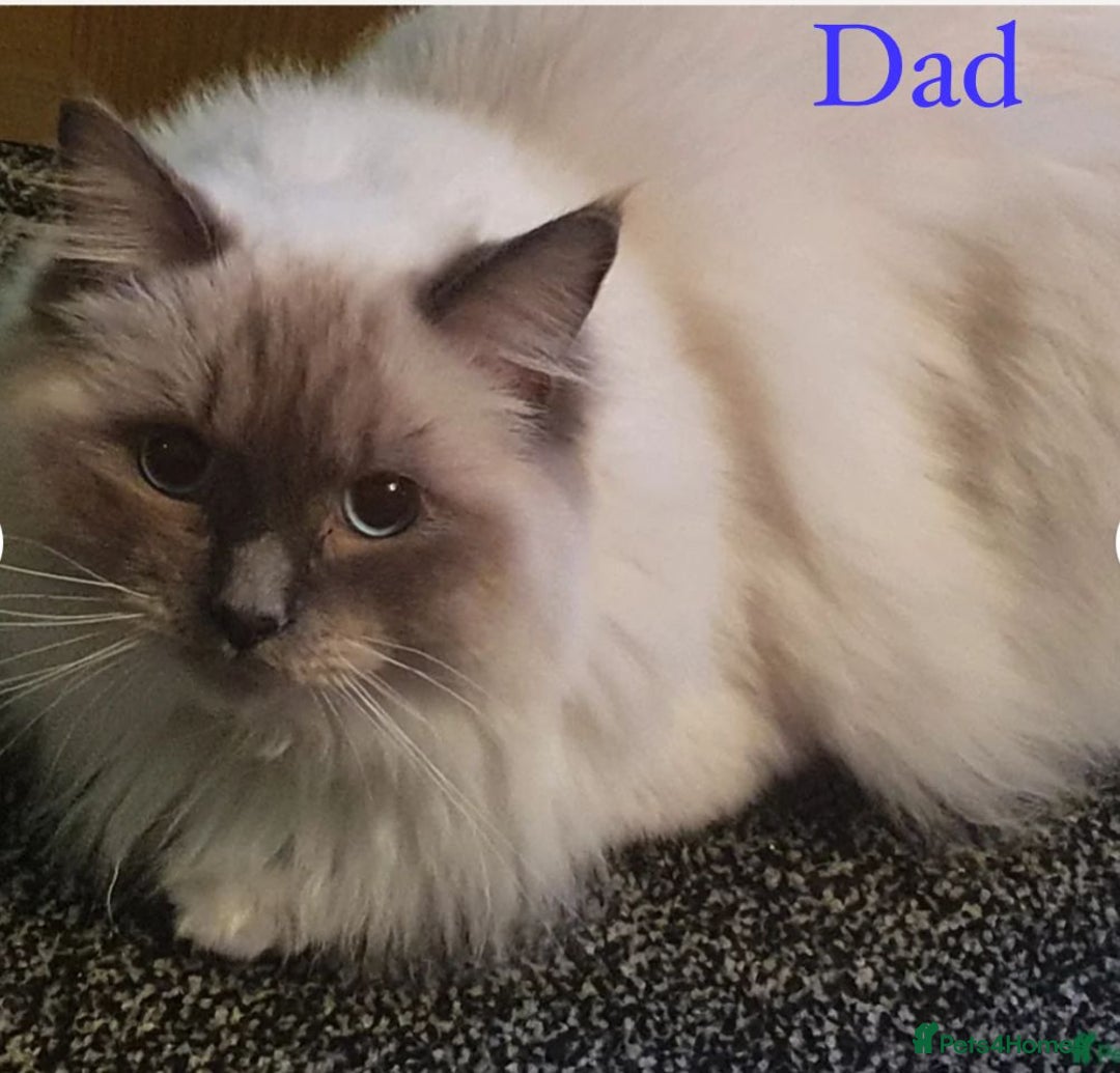 Ragdoll cats for sale: **LAST BOY** CHUNKY RAGDOLL KITTENS FOR SALE - Advert 19