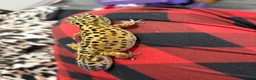 Leopard Gecko reptiles for sale: Leopard gecko  - Advert 3