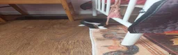 Mixed Breed cats for sale: 3 kittens  - Advert 15