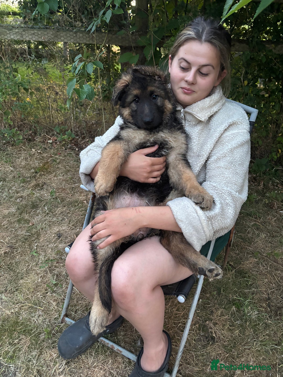 German Shepherd dogs for sale: Long haired German shepherd puppies for sale - Image 1