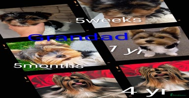 Biewer Terrier dogs - Advert 2