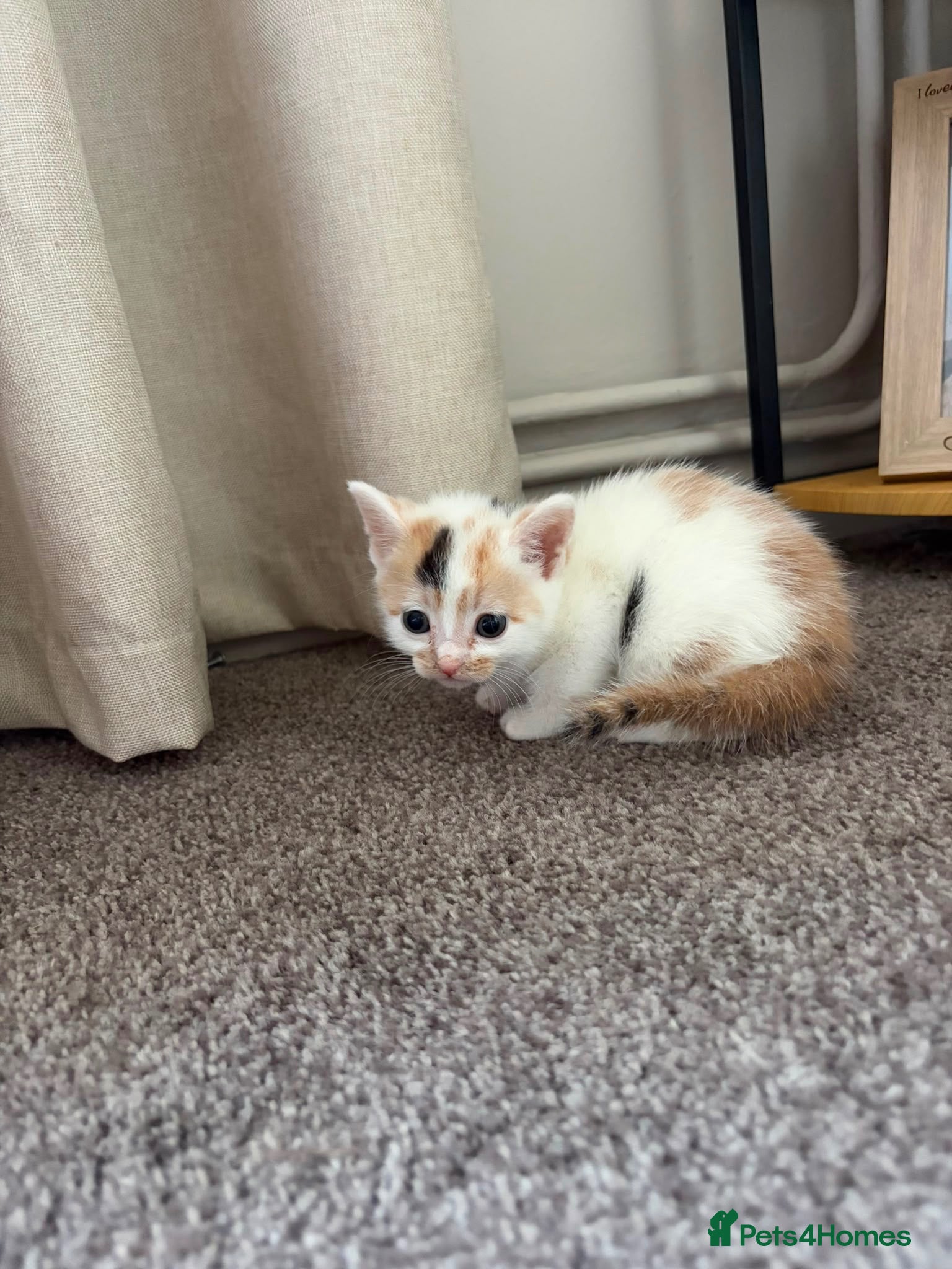Mixed Breed cats 2 kittens looking for their forever home - Advert 3