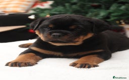 Rottweiler dogs for sale: Exceptional Rottweiler Puppies - Advert 3
