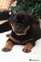 Rottweiler dogs Exceptional Rottweiler Puppies - Advert 2
