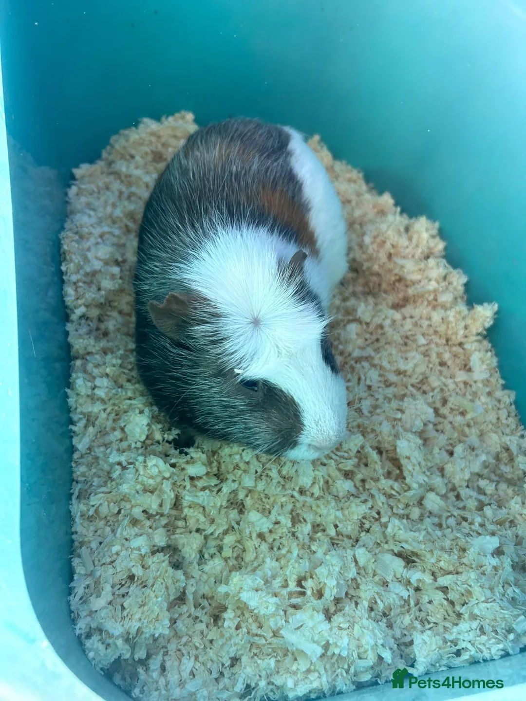Guinea Pig rodents for sale: Male Guinea pig 2.5 years old in Carmarthen - Advert 5
