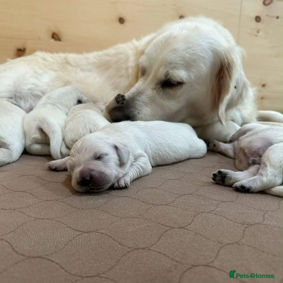 Golden Retriever dogs for sale: QUALITY CREAM GOLDEN RETRIEVER PUPPIES AVAILABLE  - Advert 2