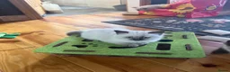 Ragdoll cats for sale: 2 boys for £700 (one from my other advert) - Advert 15