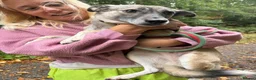 Mixed Breed dogs for adoption: Inka - Dereham Norfolk in Dereham - Advert 4