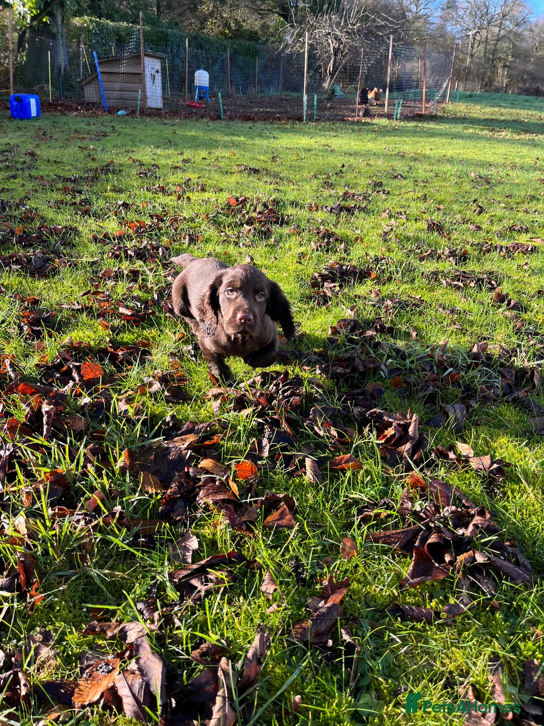 Cocker Spaniel dogs for sale: KC COCKER SPANIEL PUPPIES - Advert 10