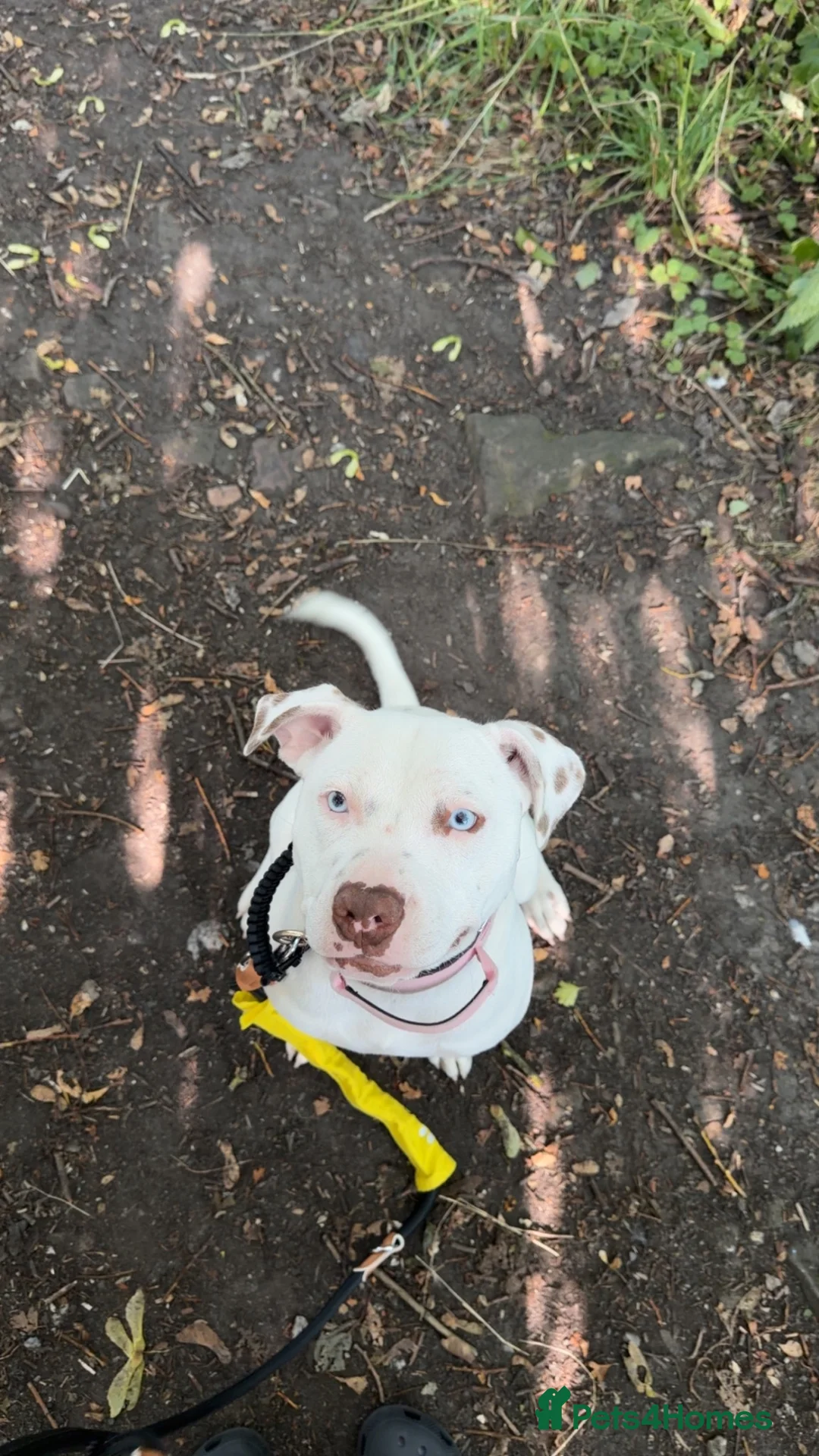 American Bull Staffy dogs for sale: Beautiful American Bulldog x Staffy girl.  - Advert 4