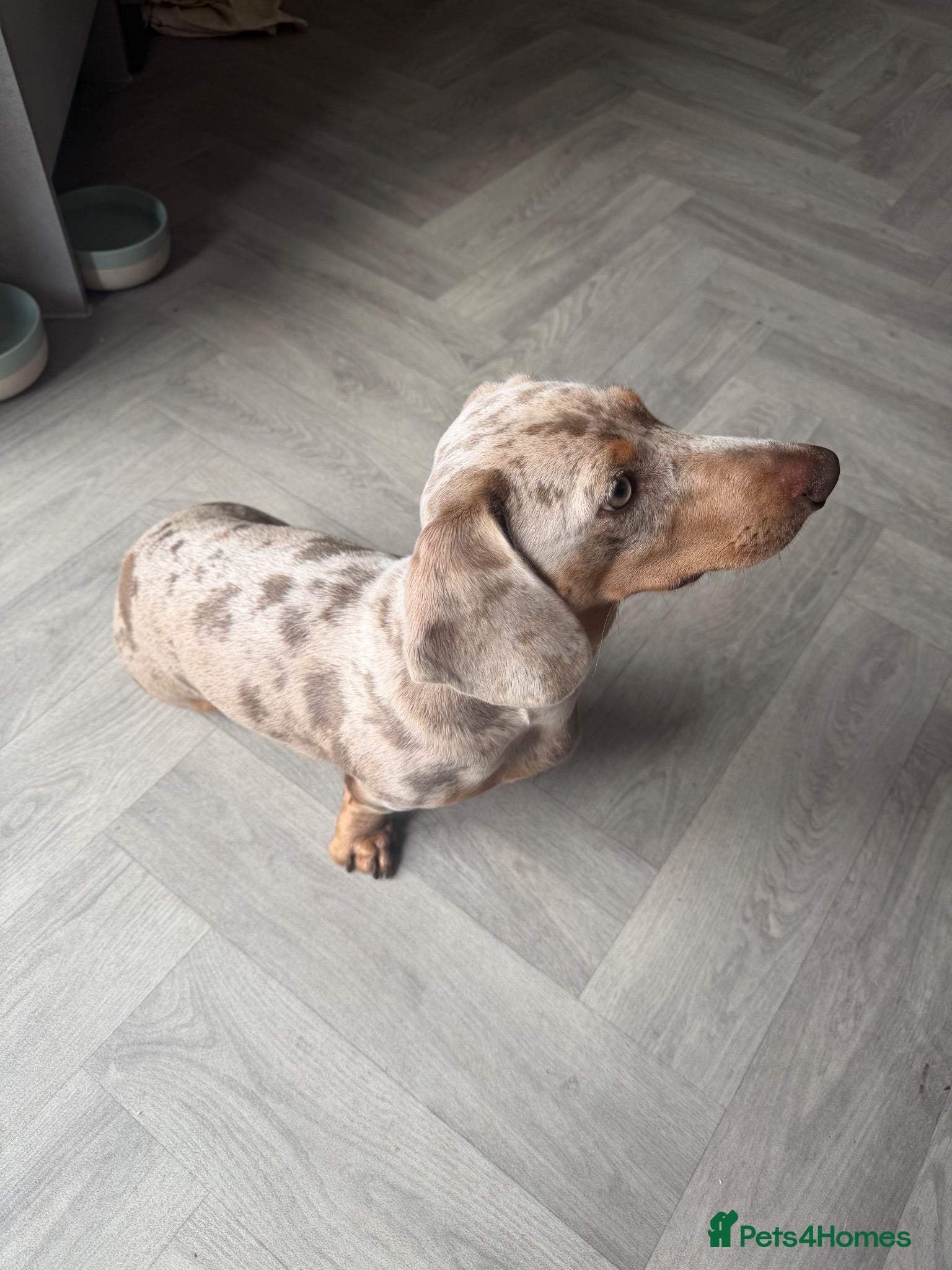 Miniature Dachshund dogs Miniature dachshund  - Advert 6