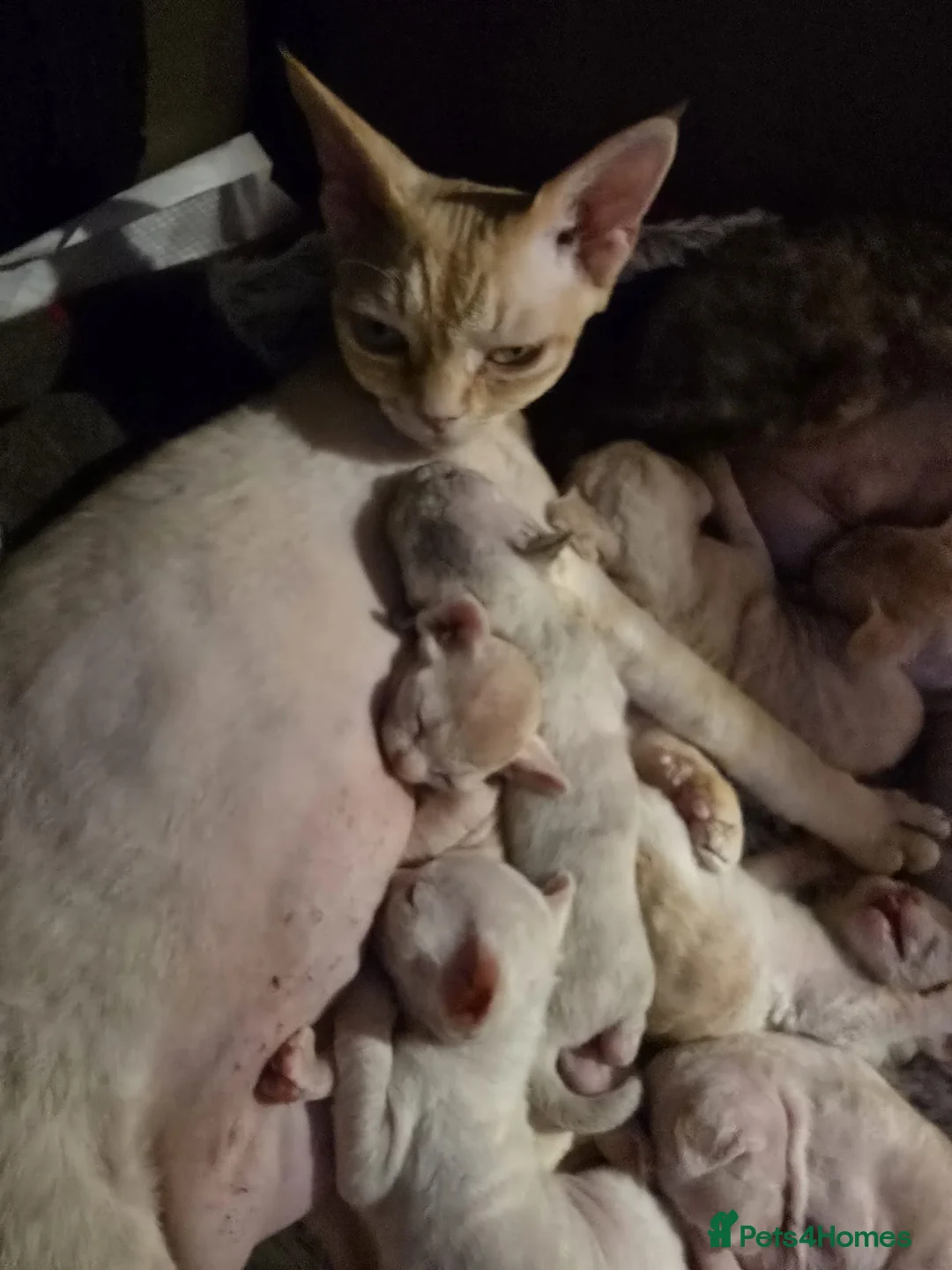 Devon Rex cats for sale: Beautiful active Red Devon Rex  in London - Advert 9