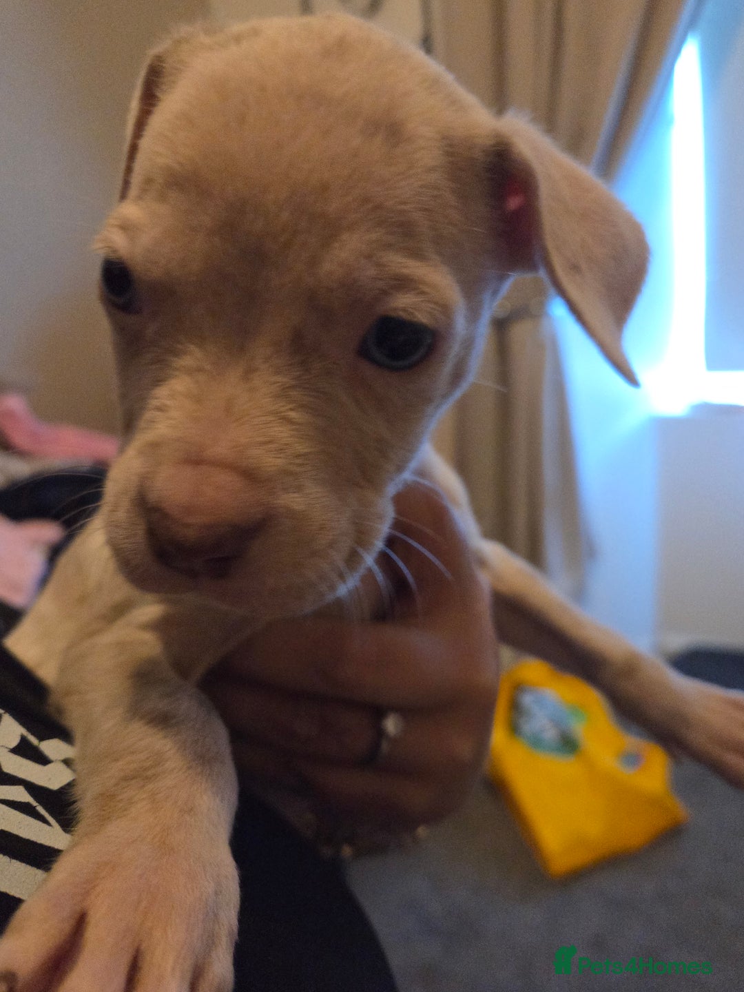 Mixed Breed dogs for sale: Puppies - Advert 6