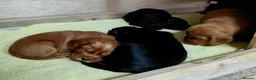 Cocker Spaniel dogs for sale: Fully Health Tested KC Reg Working Cocker Spaniels in Sheffield - Advert 16