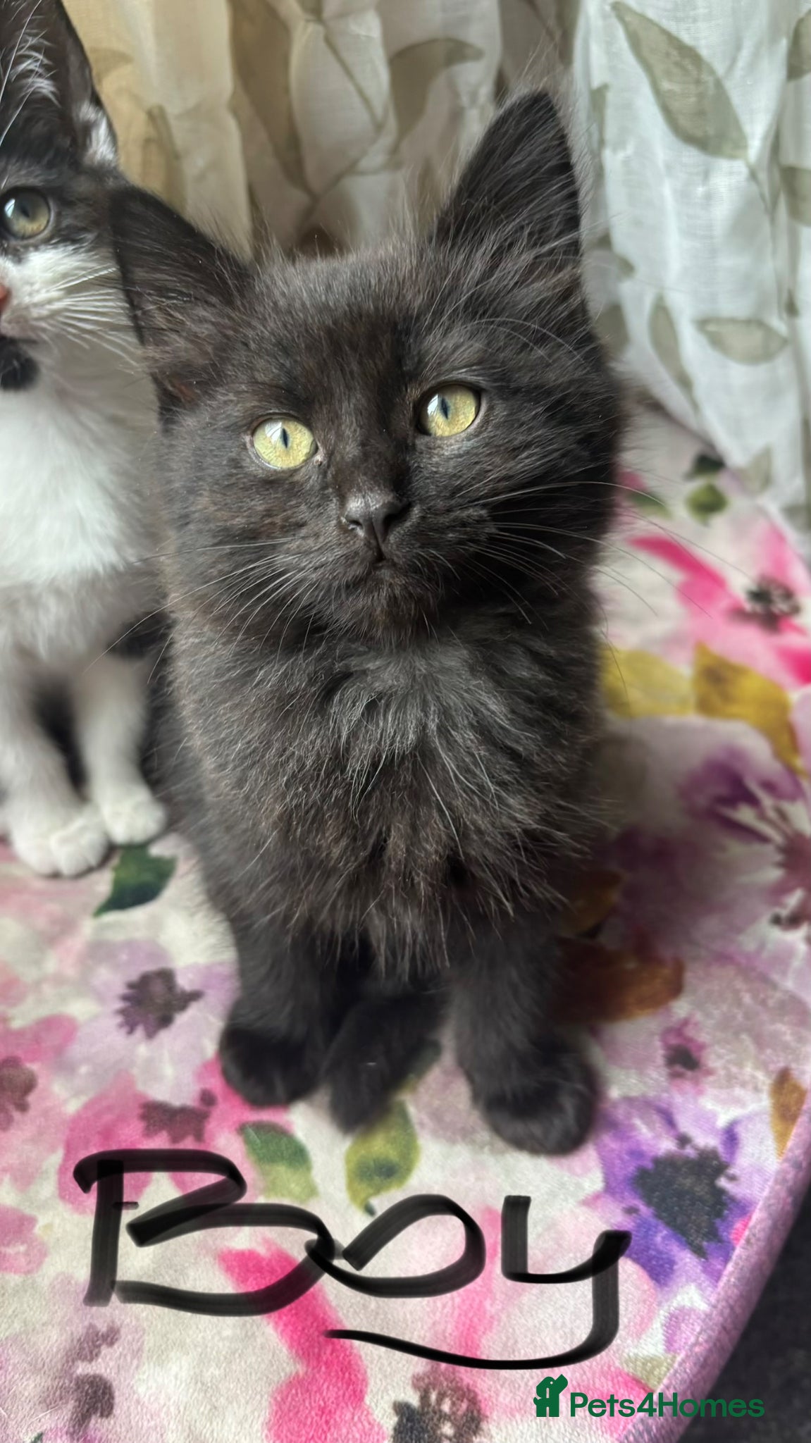 Mixed Breed cats for sale: Kittens for sale - Advert 4