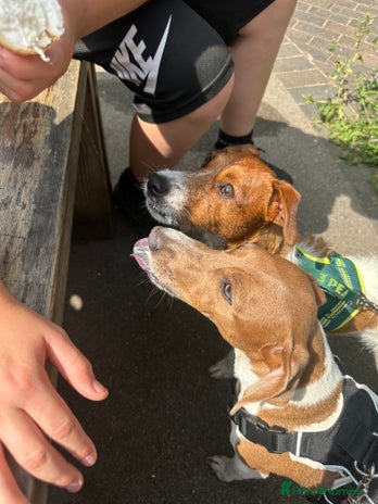 Jack Russell dogs Brother and sister Jack russels - Advert 4