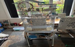 Budgerigars birds for sale: Male and female budgies both 2 years old - Image 4