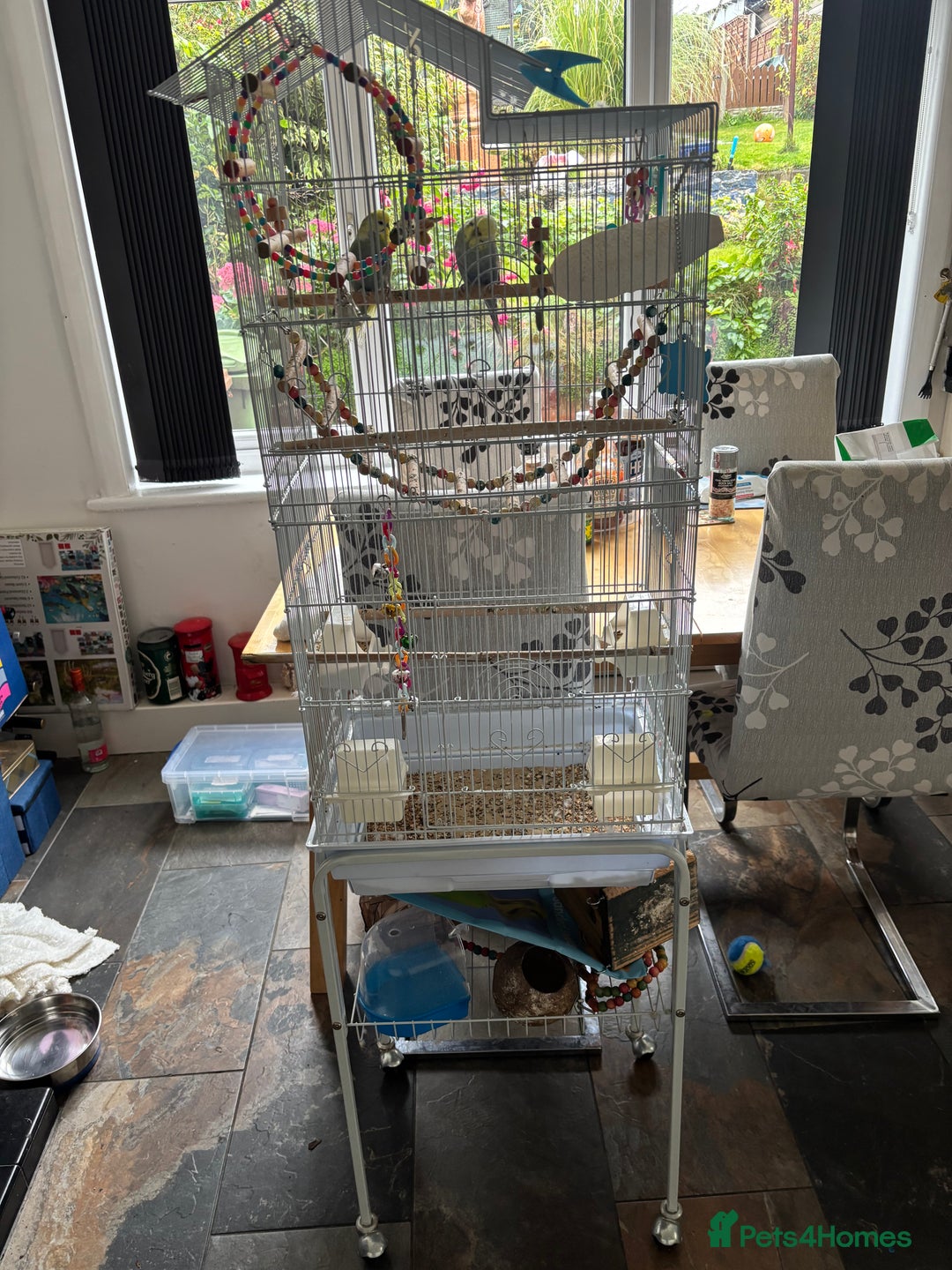 Budgerigars birds for sale: Male and female budgies both 2 years old - Image 4