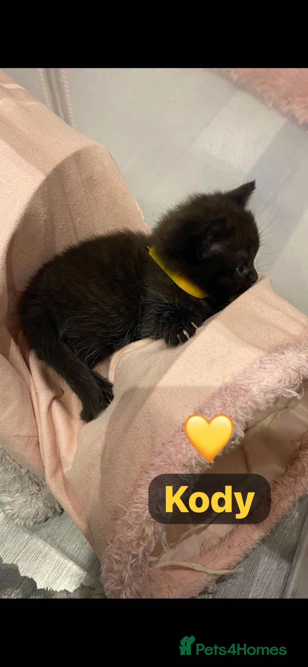 British Shorthair cats for sale: Beautiful British shorthair cross kittens🩵🩷 - Advert 6