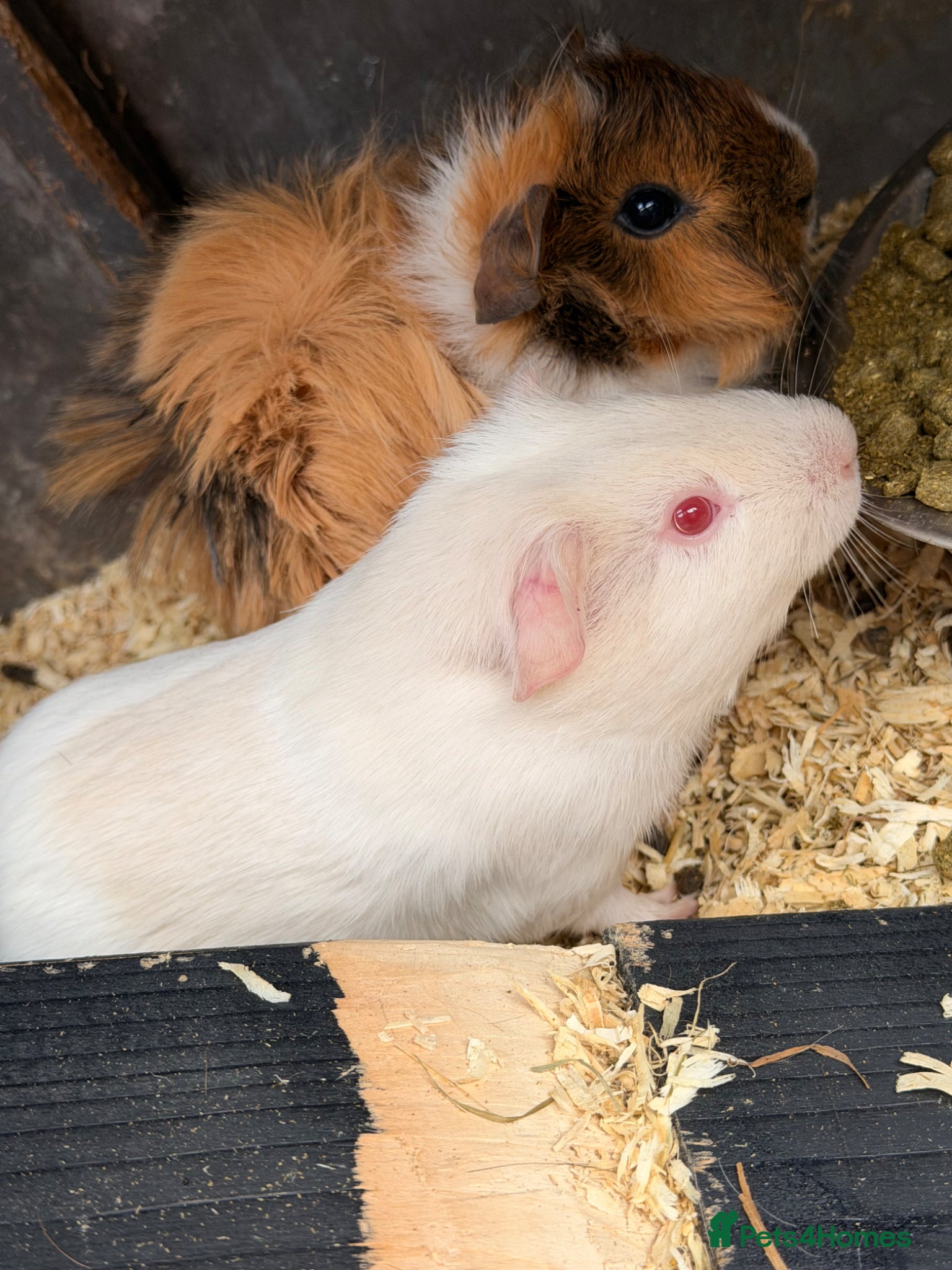 Guinea Pig rodents 2 brothers for sale - Advert 12