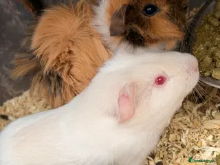 Guinea Pig rodents 2 brothers for sale - Advert 12