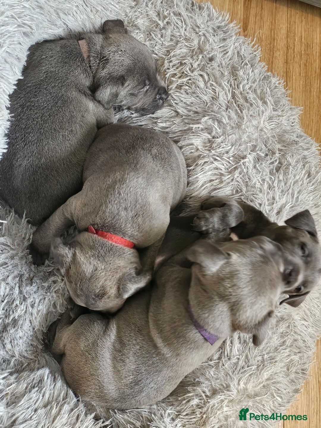 Staffordshire Bull Terrier dogs for sale: Staffordshire bull terrier  - Image 6