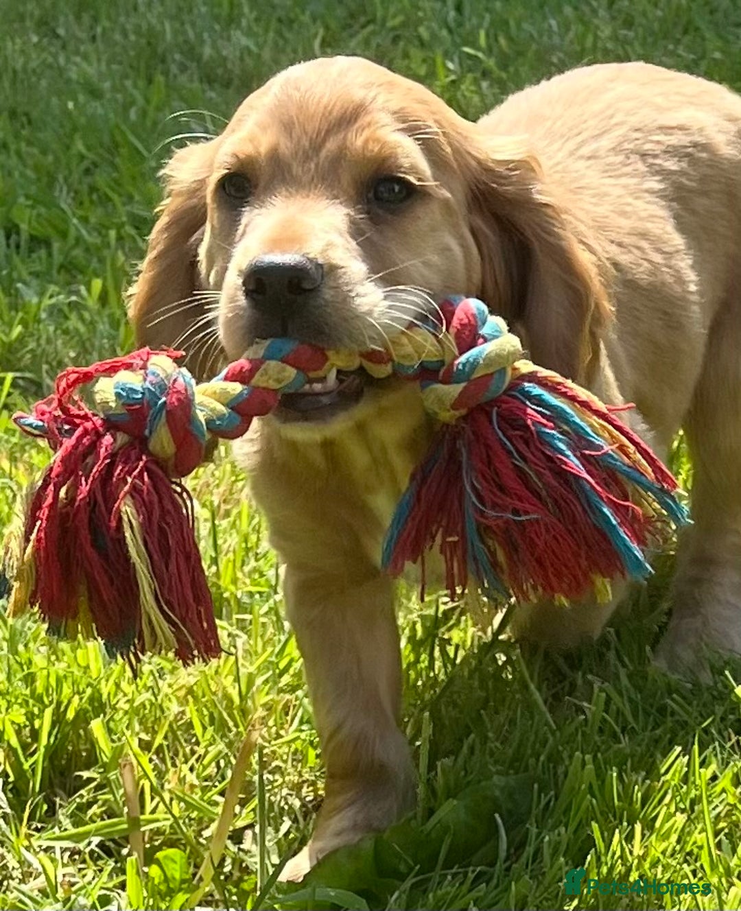 Sprocker dogs for sale: My sweet peas SPECIAL indeed x - Image 16