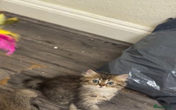 Scottish Fold cats for sale: Golden Scottish fold  - Image 10