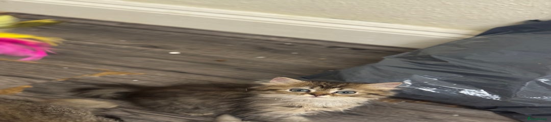 Scottish Fold Kitten 1