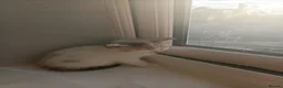 Mixed Breed cats for sale: Kittens ready to look for homes  - Advert 5