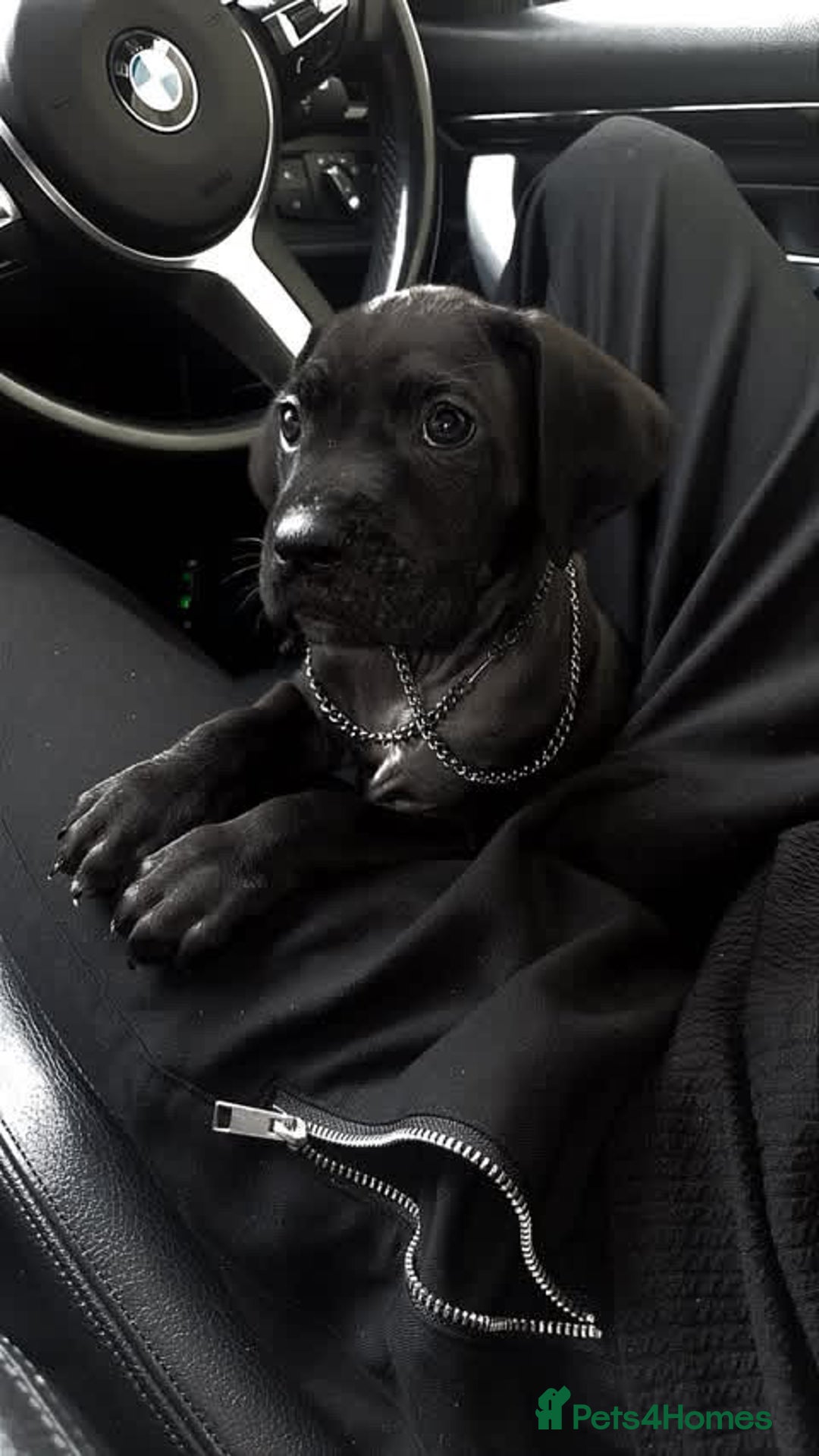 Cane Corso dogs for sale: 4 month old Cane Corso - Advert 2