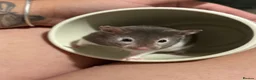 Hamster rodents for sale: Super Friendly Male Syrian And Set Up - Advert 3
