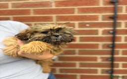 Shih Tzu dogs for sale: Fluffy little Shih tzu pups - Image 5