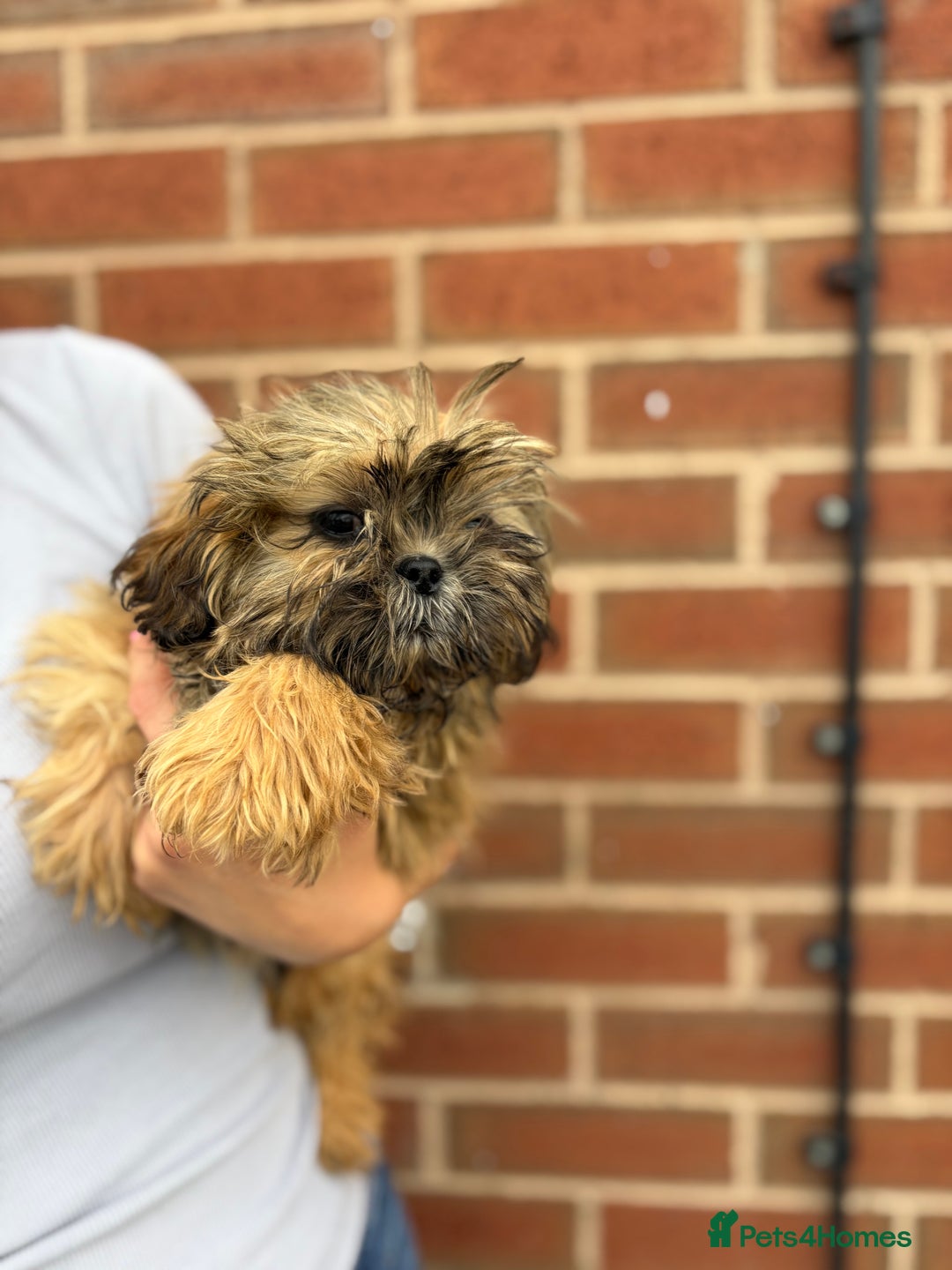 Shih Tzu dogs for sale: Fluffy little Shih tzu pups - Image 5